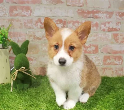 Female Pembroke Welsh Corgi puppy named Maura for sale at Waggles Raleigh.