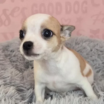 Female Chihuahua puppy named Gloria for sale at Waggles Raleigh.