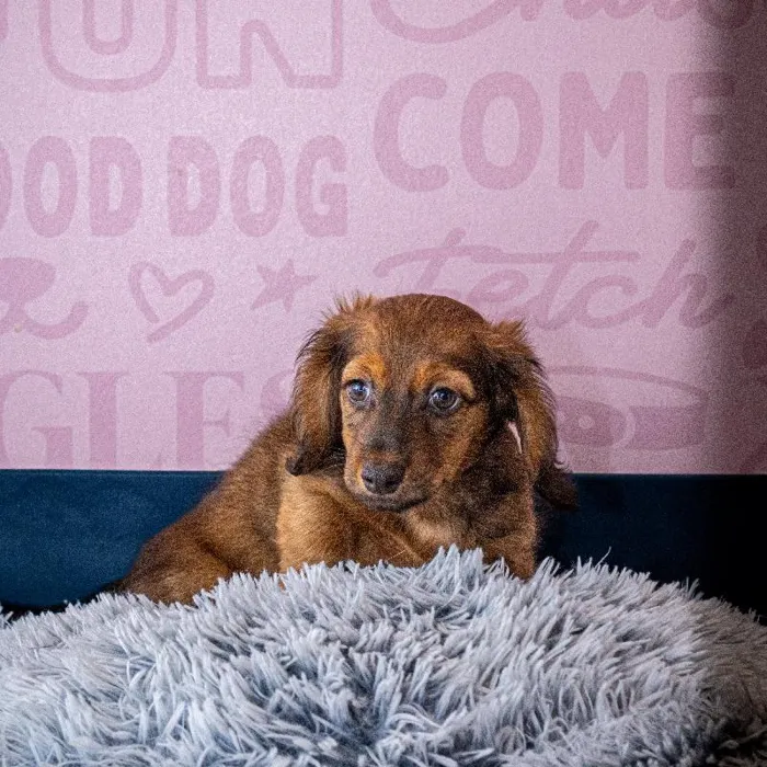 Male Dachshund puppy named Pumba for sale at Waggles Greensboro.