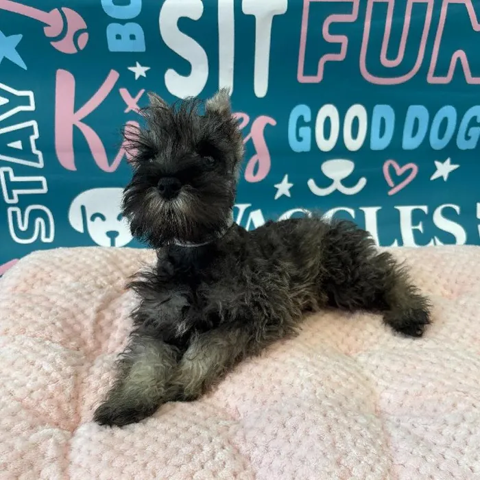 Male Mini Schnauzer Puppy for Sale in Charlotte, NC