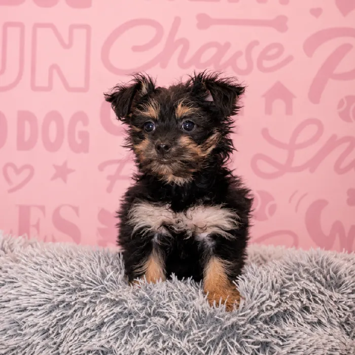 Female Pom-A-Poo puppy named Lilo for sale at Waggles Greensboro.