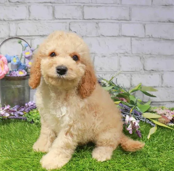 Male Cavapoo puppy for sale at Waggles Raleigh.
