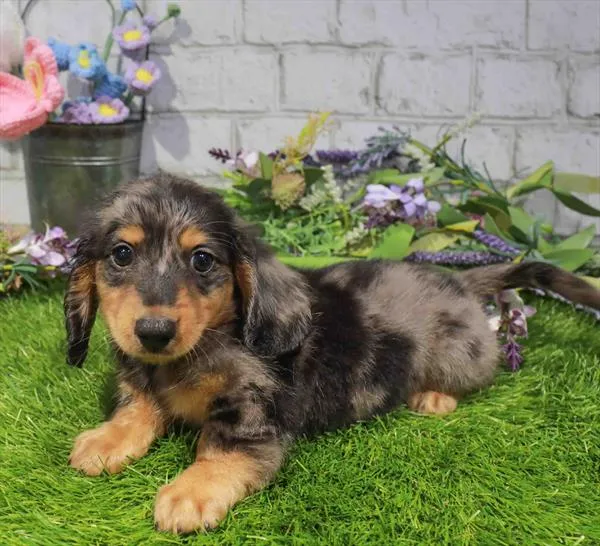 Male Dachshund puppy named Nimbus for sale at Waggles Charlotte.