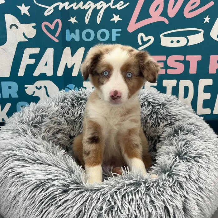 Male Mini Aussie puppy named Dune for sale at Waggles Charlotte.