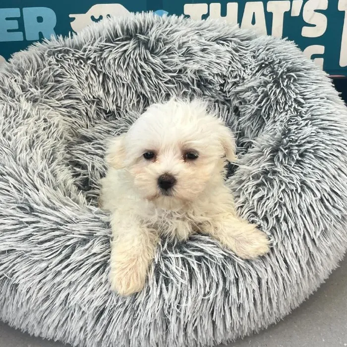 Female Maltese puppy named Peach for sale at Waggles Charlotte.