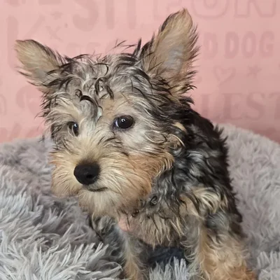 Male Silky Terrier puppy named Nathaniel for sale at Waggles Raleigh.