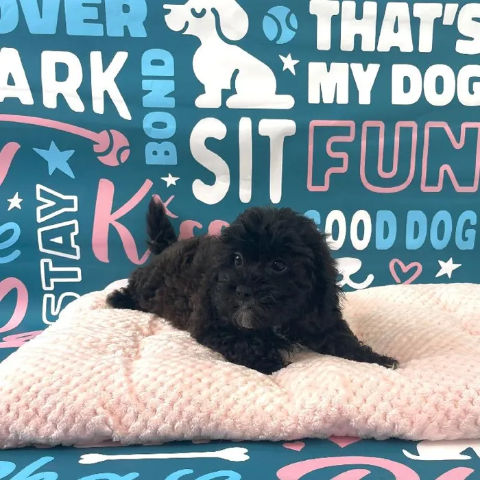 Female Shipoo Puppy for Sale in Charlotte, NC