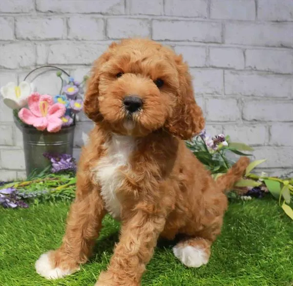 Male Cavapoo puppy named Terry for sale at Waggles Raleigh.