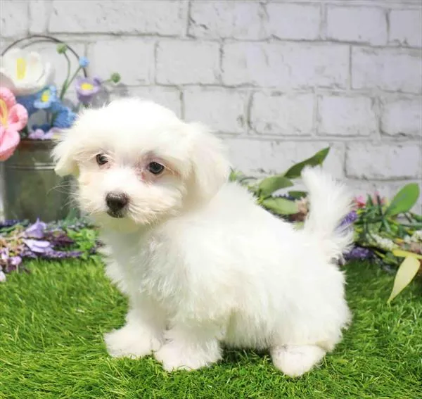 Female Maltese puppy named Cookie for sale at Waggles Charlotte.