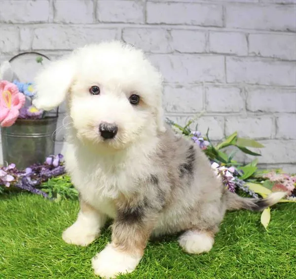 Female Mini Sheepadoodle 2Nd Gen puppy named Sarah for sale at Waggles Raleigh.