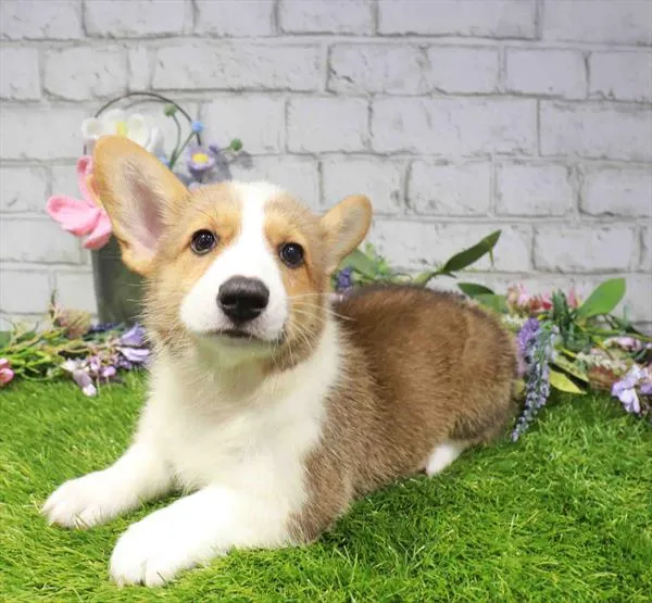 Male Pembroke Welsh Corgi puppy named Richard for sale at Waggles Raleigh.