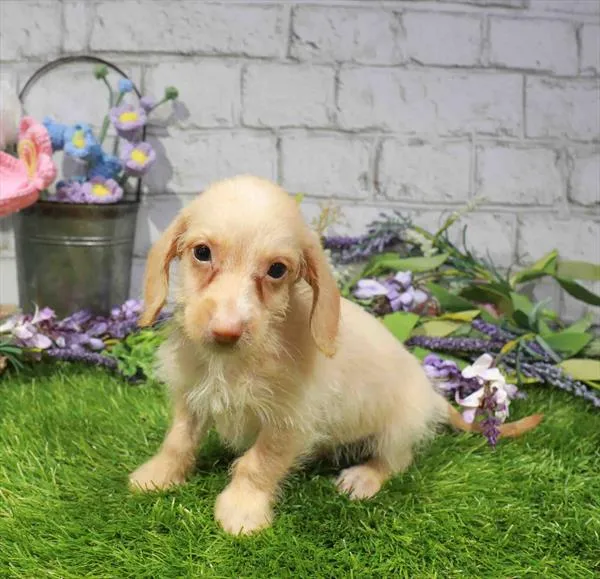 Male Dachshund puppy for sale at Waggles Raleigh.