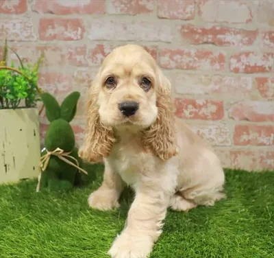 Male Cocker Spaniel puppy named Sterling for sale at Waggles Raleigh.