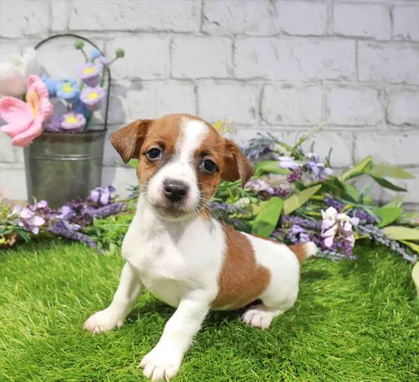 Male Jack Russell Terrier puppy named Matt for sale at Waggles Raleigh.