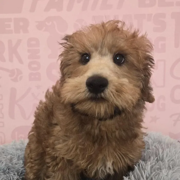 Male Soft Coated Wheaten Terrier-Poodle puppy named Hagrid for sale at Waggles Raleigh.