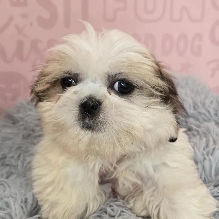Male Shih Tzu puppy named Benedict for sale at Waggles Raleigh.