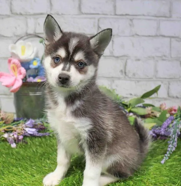 Male Alaskan Klee Kai puppy named Taki for sale at Waggles Charlotte.