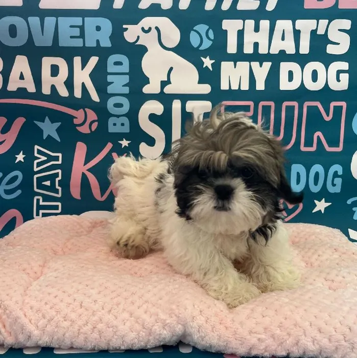 Male Shih Tzu Puppy for Sale in Charlotte, NC
