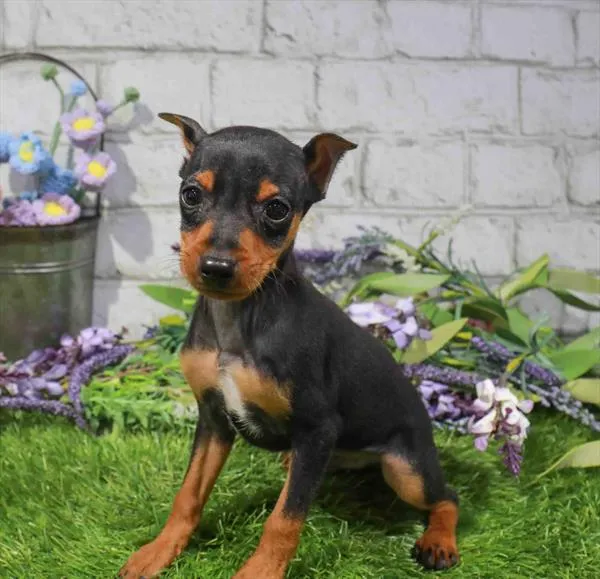 Male Min Pin puppy named Pedro for sale at Waggles Raleigh.
