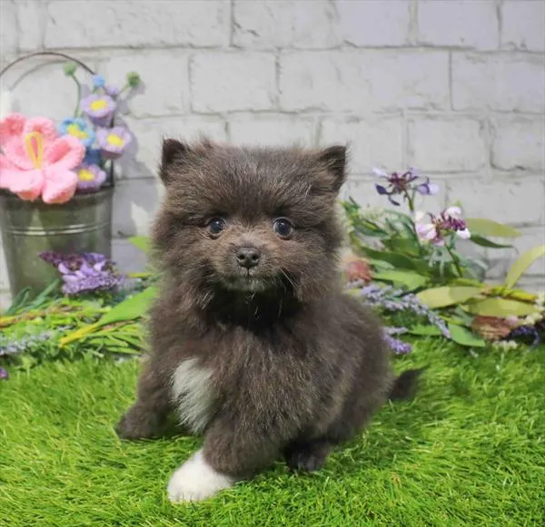 Male Pomeranian puppy named Barney for sale at Waggles Greensboro.