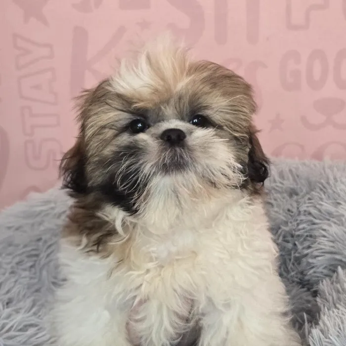 Male Shih Tzu puppy named Harry for sale at Waggles Raleigh.