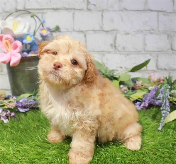 Female Yorkie-Poo puppy named Cinderella for sale at Waggles Charlotte.