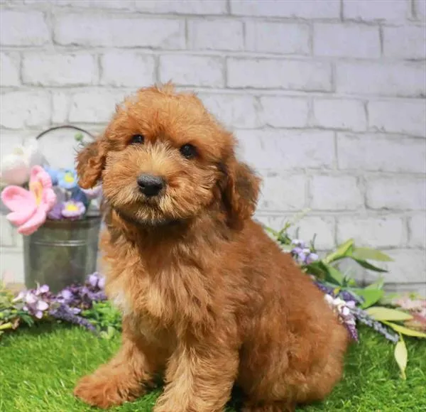 Male Soft Coated Wheaten Terrier-Poodle puppy named Hagrid for sale at Waggles Raleigh.