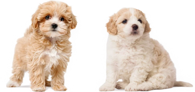 Subscribe to be the first to know about our upcoming litters at Waggles Raleigh.