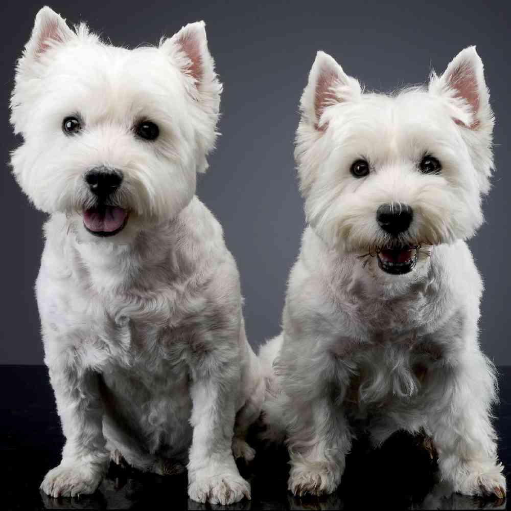 West Highland White Terrier Puppies for Sale image