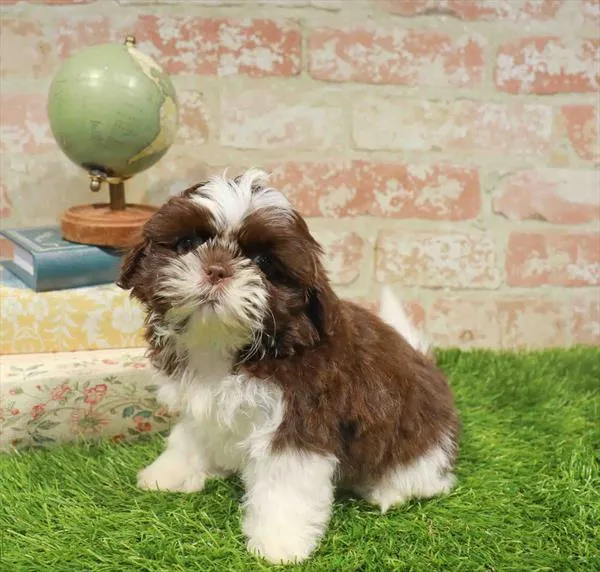 Female Shih Tzu puppy named Josephine for sale at Waggles Charlotte.