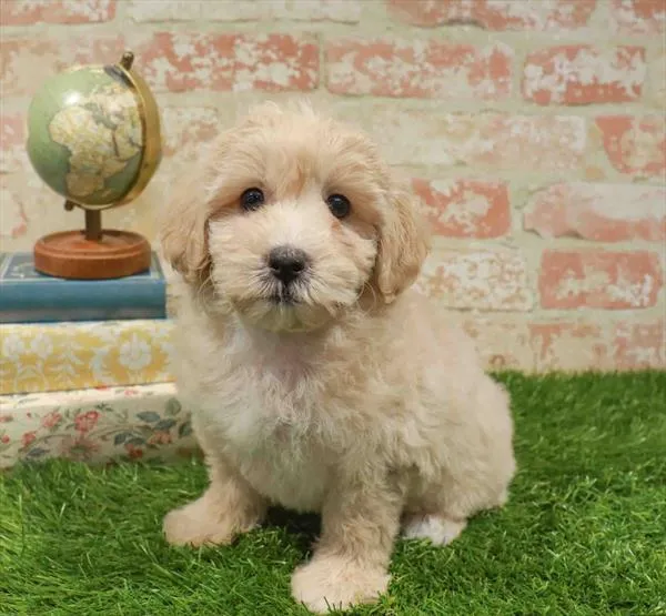 Female Maltipoo puppy named Thalia for sale at Waggles Charlotte.