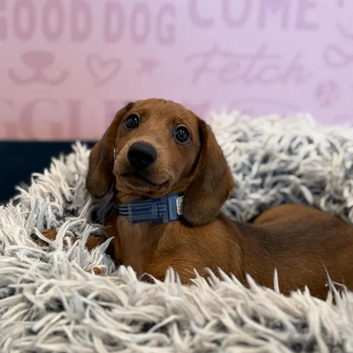 Male Dachshund puppy named Bronco for sale at Waggles Greensboro.