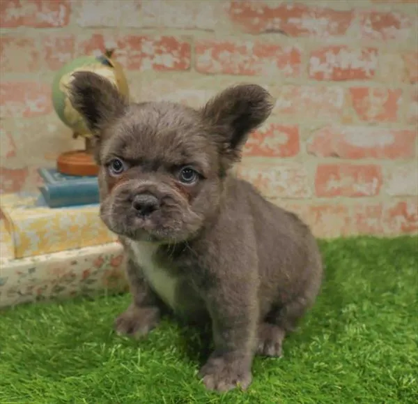 Male French Bulldog puppy named Harold for sale at Waggles Raleigh.