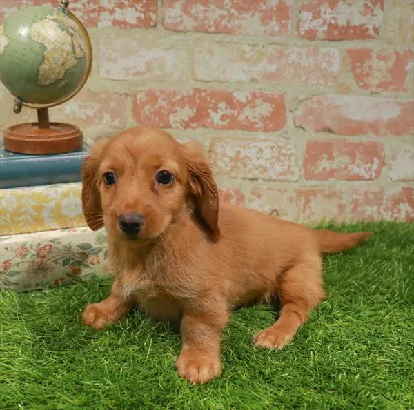 Female Dachshund puppy named Minnie for sale at Waggles Greensboro.