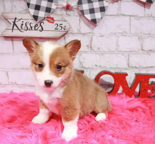 Female Pembroke Welsh Corgi puppy named Maggie for sale at Waggles Raleigh.