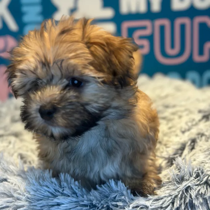 Female Morkie puppy named Willow for sale at Waggles Raleigh.