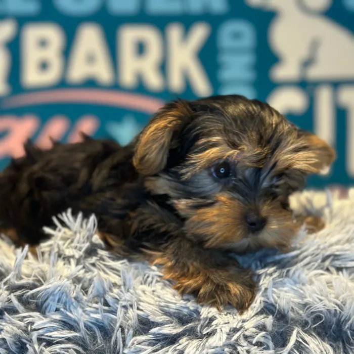 Male Yorkie puppy named Ace for sale at Waggles Raleigh.