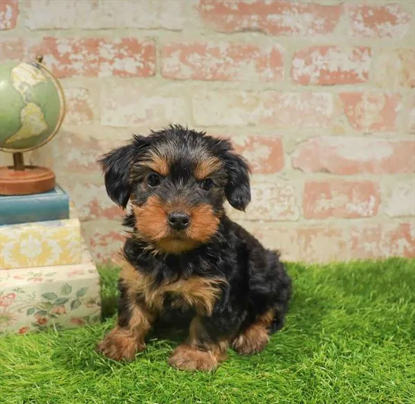 Male Yorkie puppy named Max for sale at Waggles Charlotte.