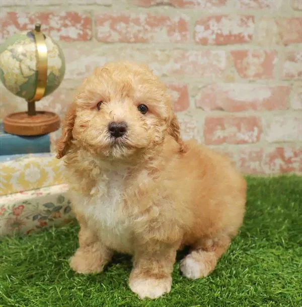 Female Mini Poodle puppy named Beatrice for sale at Waggles Charlotte.