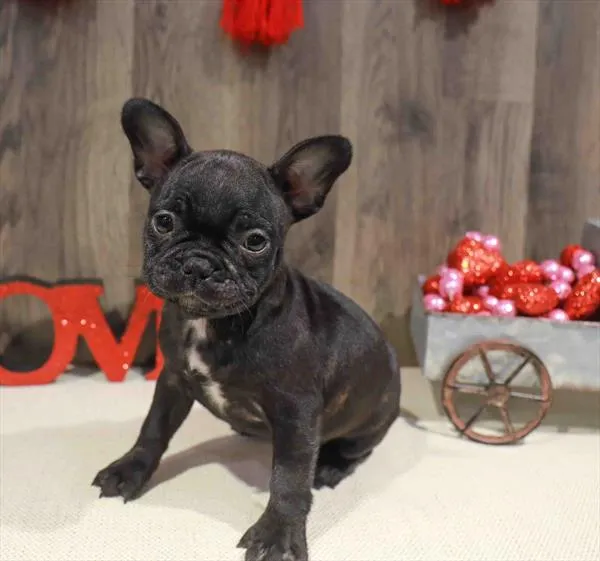 Female Frenchton puppy named Raven for sale at Waggles Raleigh.