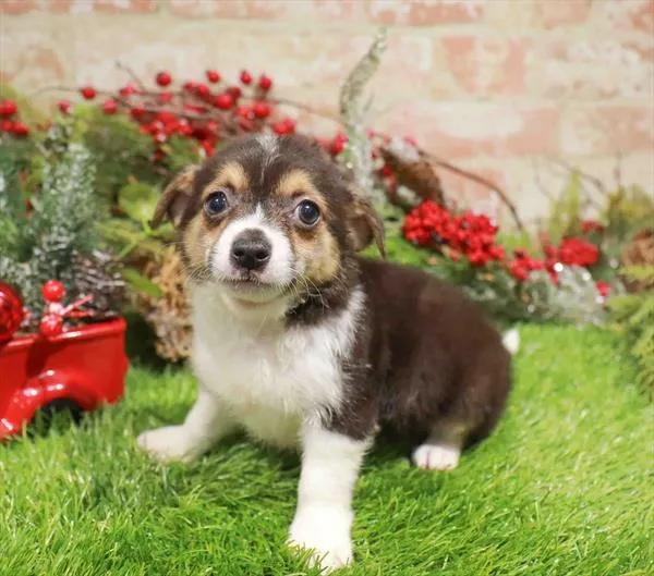 Male Chihuahua puppy named Bean for sale at Waggles Raleigh.