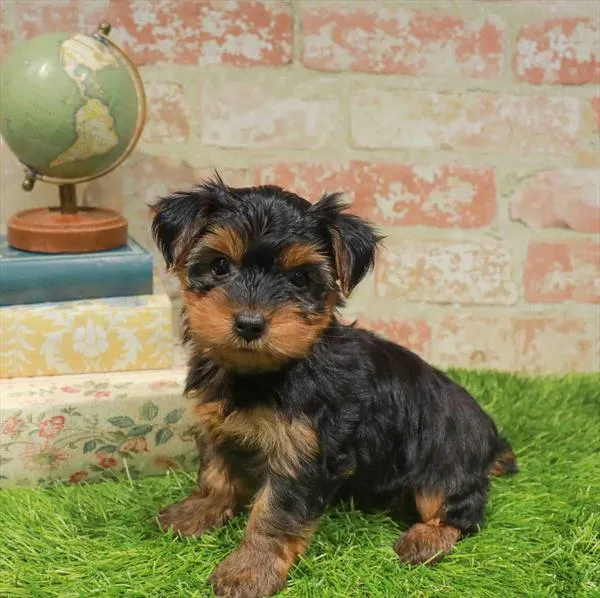 Female Yorkie puppy named Chai for sale at Waggles Greensboro.