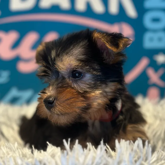 Female Silky Terrier puppy named Jolene for sale at Waggles Raleigh.