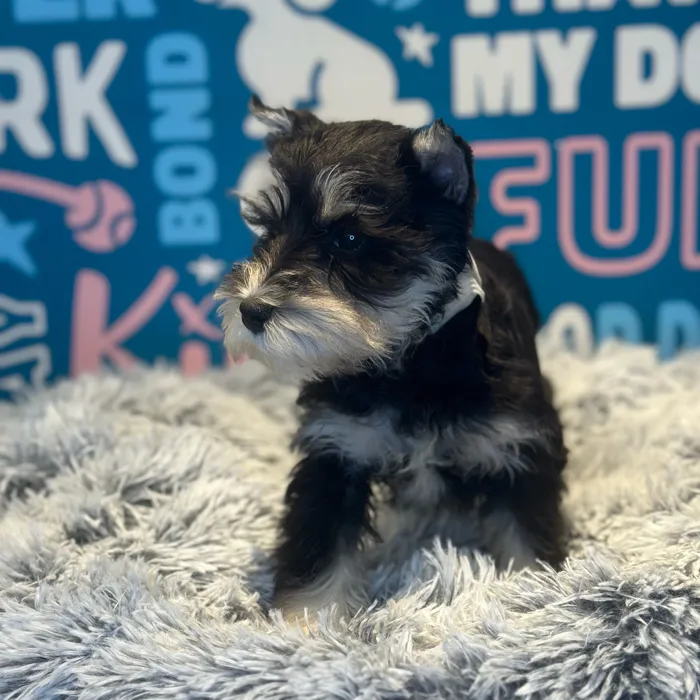 Female Mini Schnauzer puppy named Enola for sale at Waggles Raleigh.