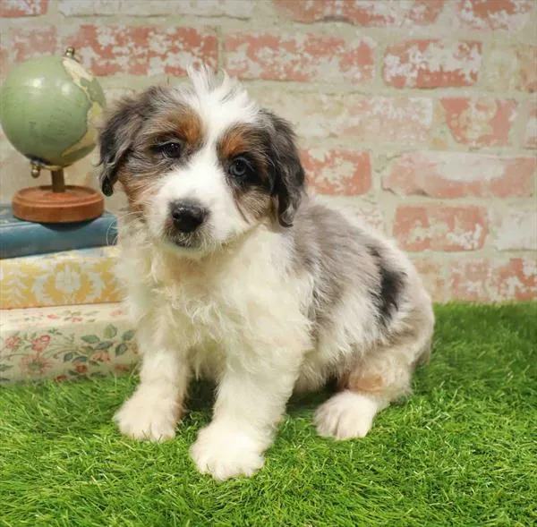 Male Mini Aussiedoodle puppy named Cobweb for sale at Waggles Greensboro.