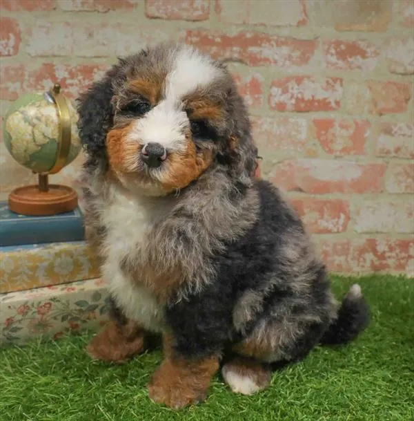 Male Mini Bernedoodle puppy named Blitz for sale at Waggles Greensboro.