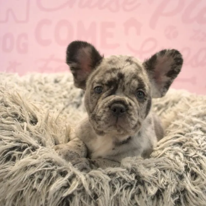 Male French Bulldog puppy named Will for sale at Waggles Greensboro.