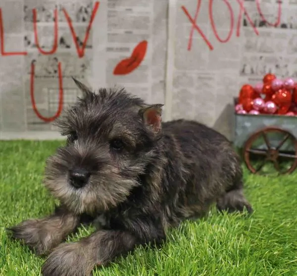 Male Mini Schnauzer puppy named Pez for sale at Waggles Raleigh.