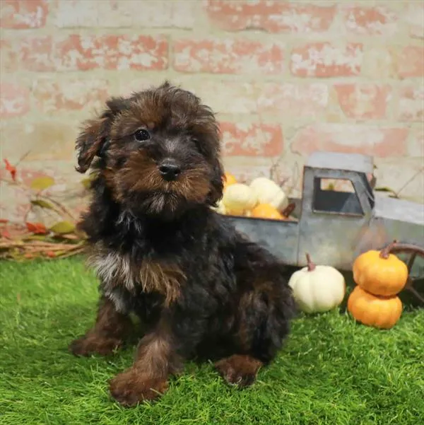 Male Yorkie-Poo puppy named Beau for sale at Waggles Charlotte.