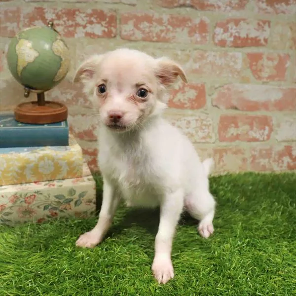 Female Chihuahua puppy for sale at Waggles Greensboro.